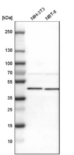 Ancient ubiquitous protein 1 Antibody, Novus Biologicals 25 &mu;L; Unlabeled:Antibodies,